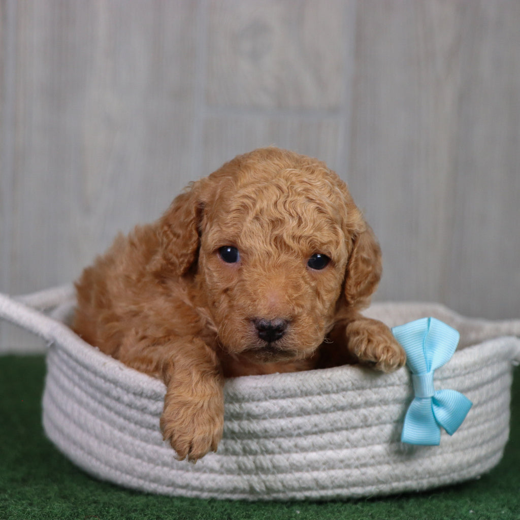 Diego - Available 5/28