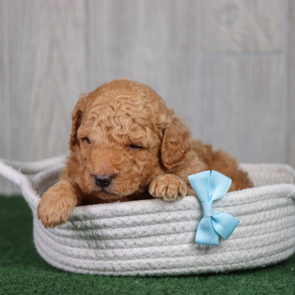 Diego - Available 5/28