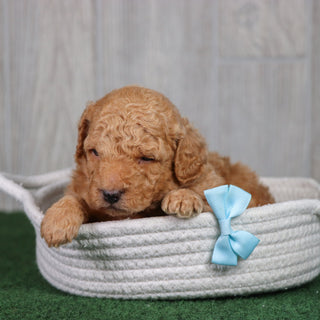 Diego - Available 5/28