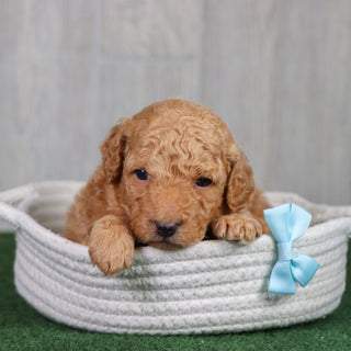 Diego - Available 5/28