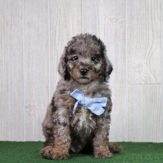 Dino - Available 5/28