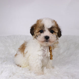 Dixon - Available 11/5