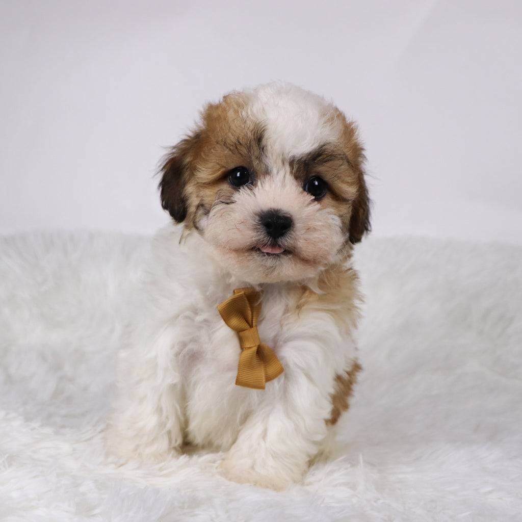 Dixon - Available 11/5