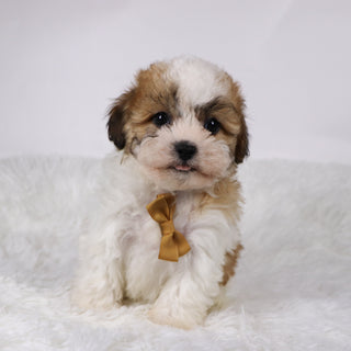 Dixon - Available 11/5