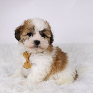 Dixon - Available 11/5