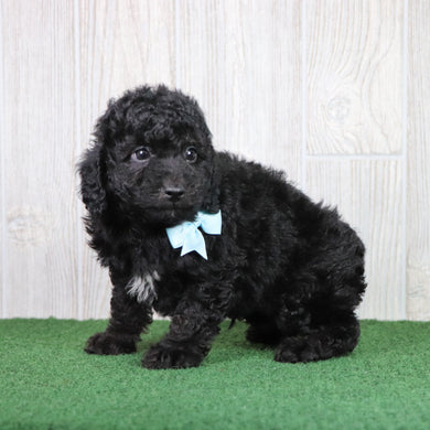 Dobby - Available 5/28