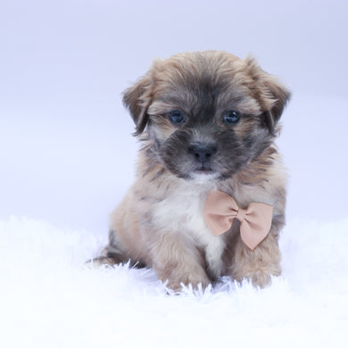 Dodge - Available 9/10