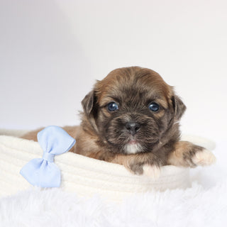 Dodge - Available 9/10