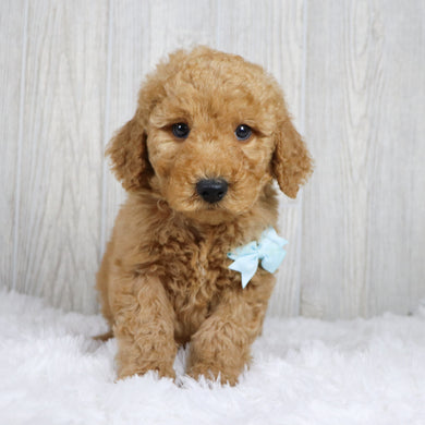 Dodge - Available 1/22