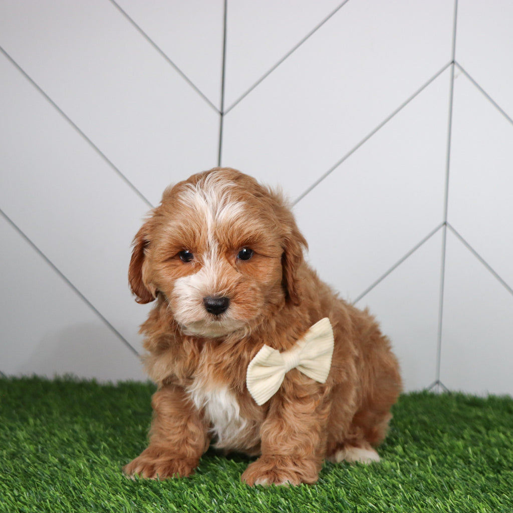 Dodger - Available Now