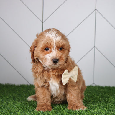 Dodger - Available Now