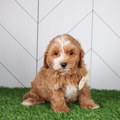 Dodger - Available Now