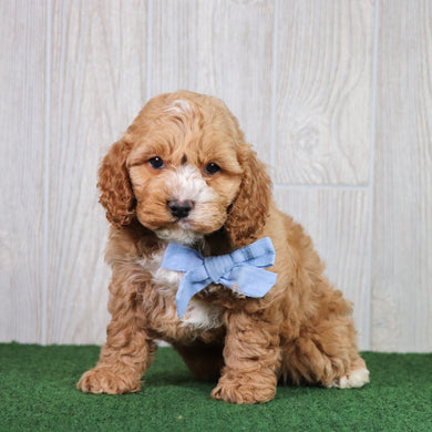 Dodger - Available 5/28