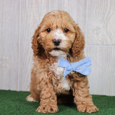 Dodger - Available 5/28
