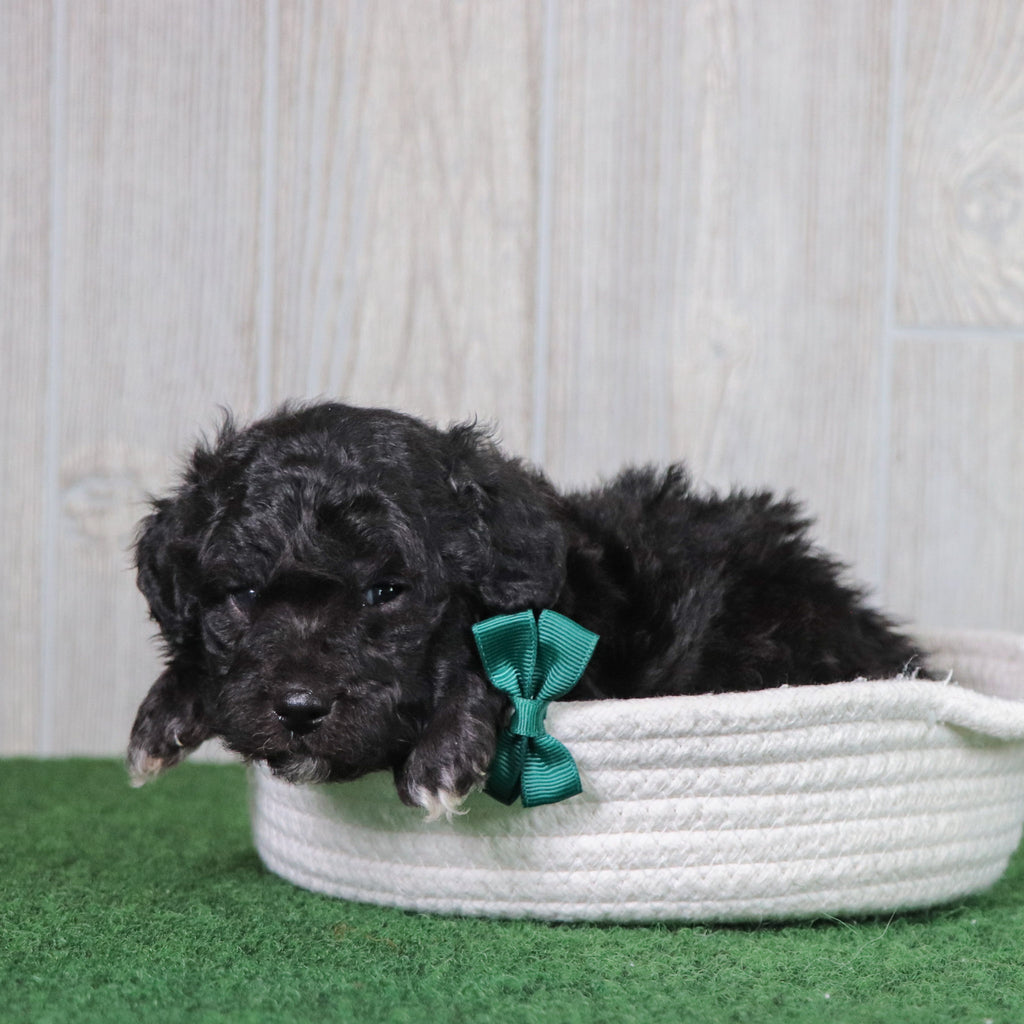 Domino - Available 6/7