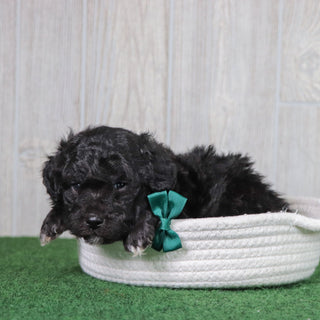 Domino - Available 6/7