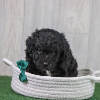 Domino - Available 6/7