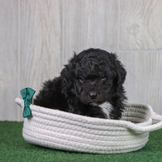 Domino - Available 6/7