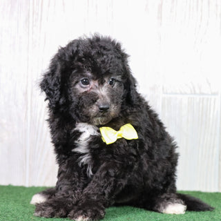 Domino - Available 6/7