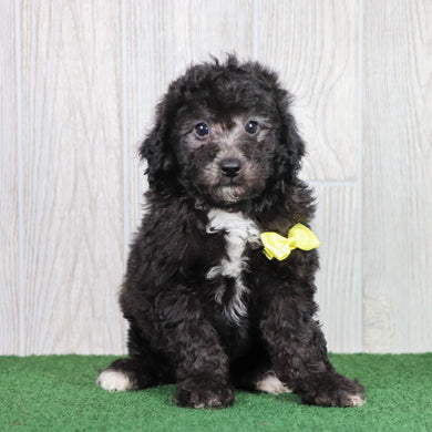 Domino - Available 6/7