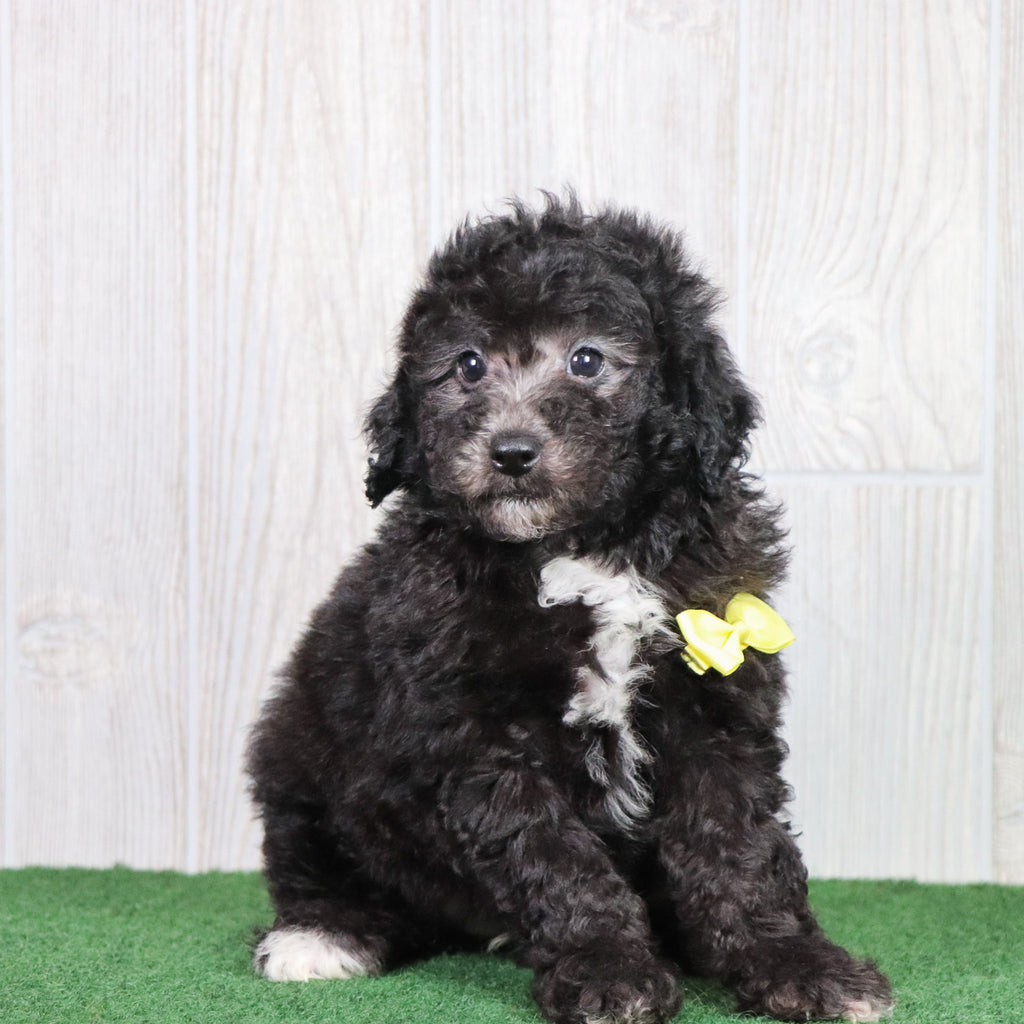 Domino - Available 6/7