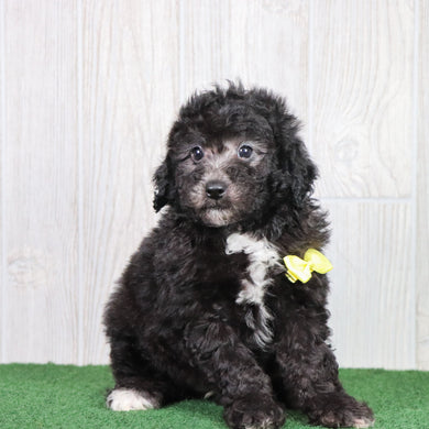 Domino - Available 6/7