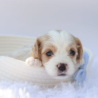 Donald - Available 10/7