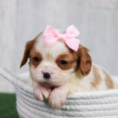 Puppies for Sale in Carrboro