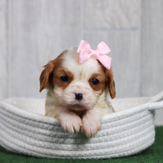 Dora - Available 6/26