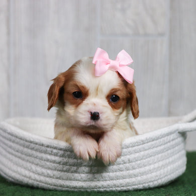 Dora - Available 6/26