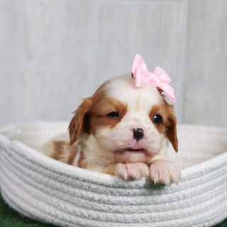 Dora - Available 6/26