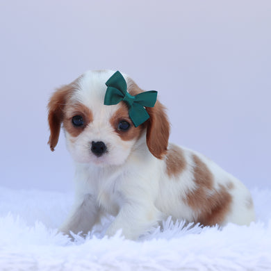 Dora - Available 6/26