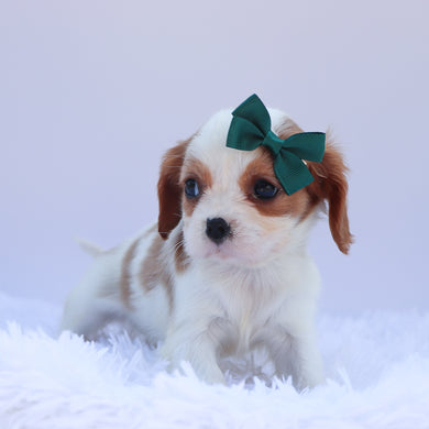 Dora - Available 6/26