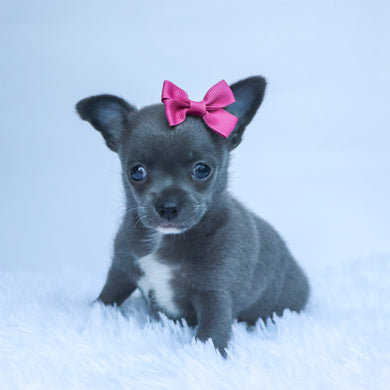 Dory - Available 10/22