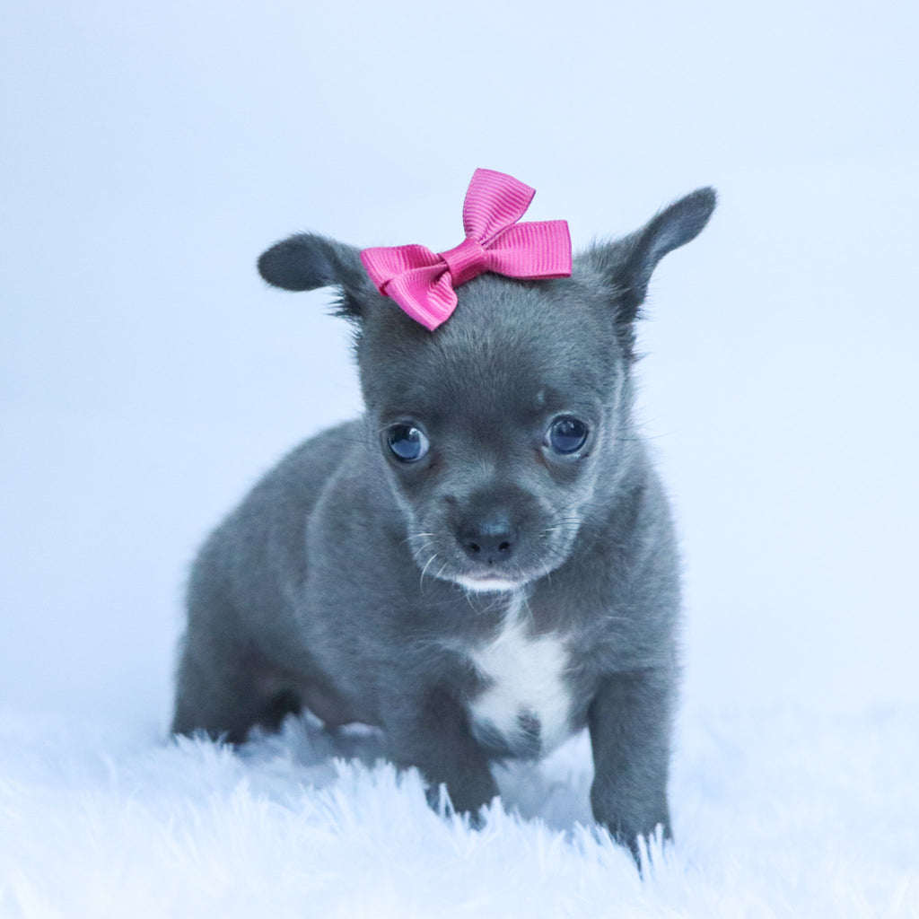Dory - Available 10/22