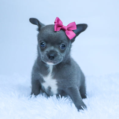 Dory - Available 10/22