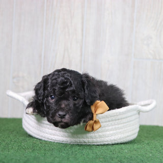 Doug - Available 5/28