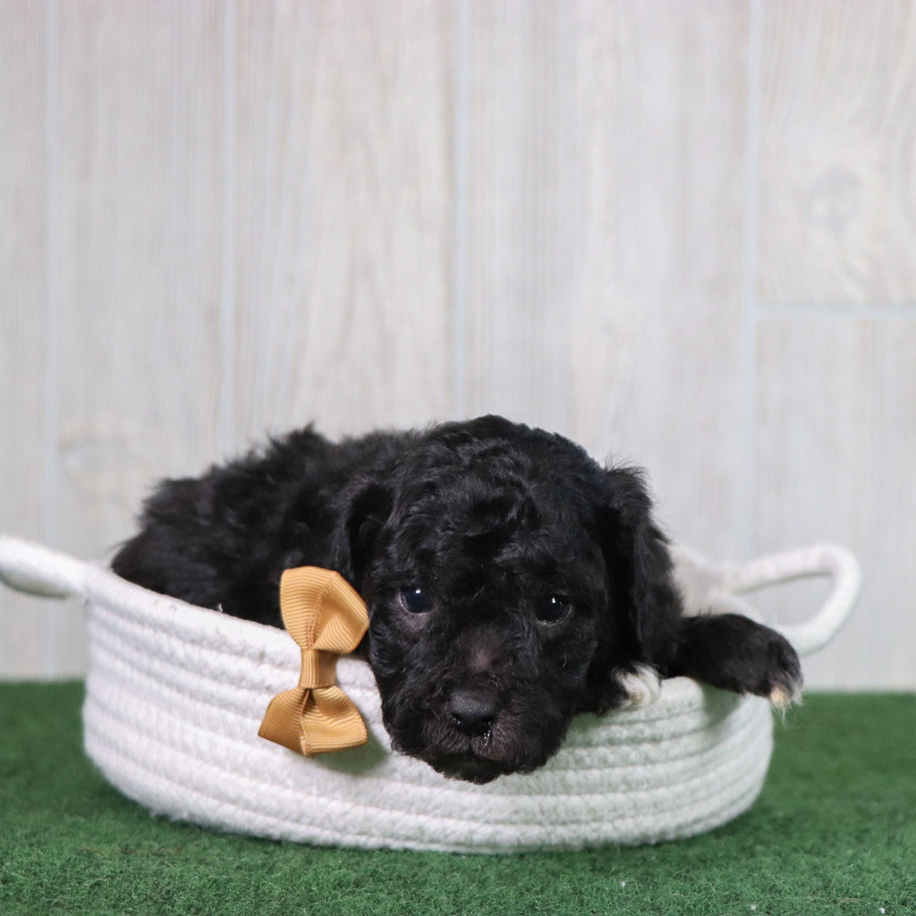Doug - Available 5/28