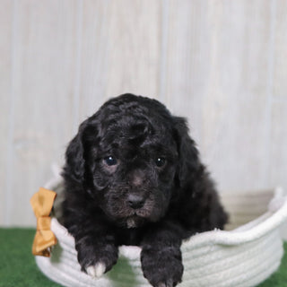 Doug - Available 5/28