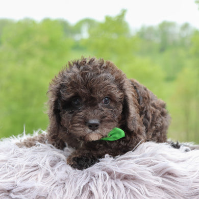 Dozer - Available 5/28