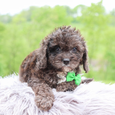 Dozer - Available 5/28