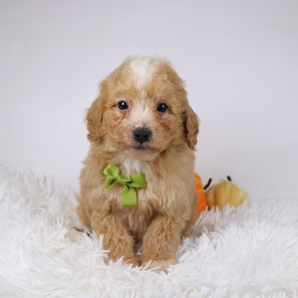 Drake - Available 11/26