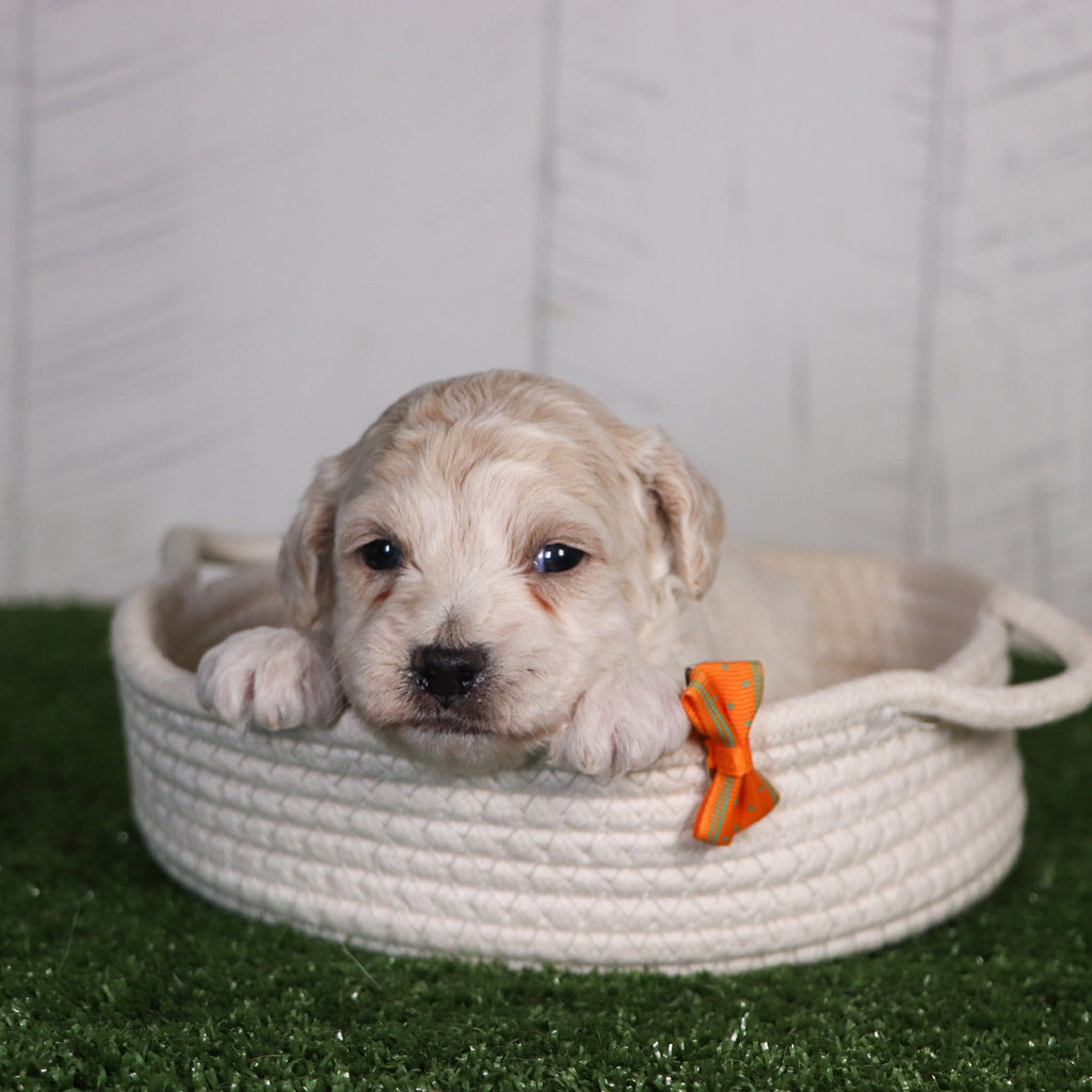 puppies for sale in hickory