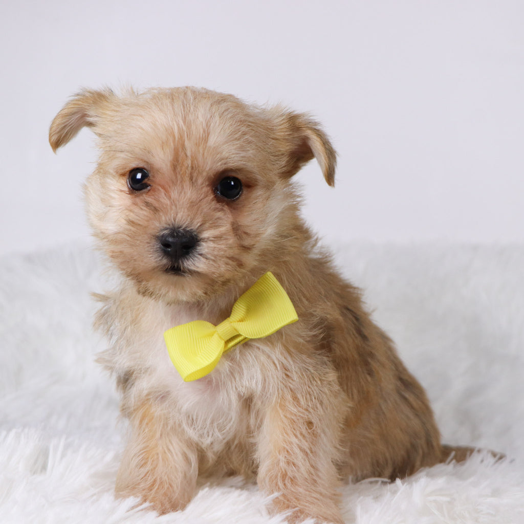 Duke - Available 11/5
