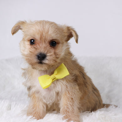 Duke - Available 11/5