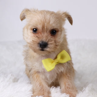 Duke - Available 11/5