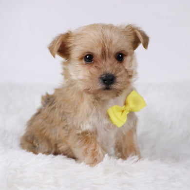 Duke - Available 11/5