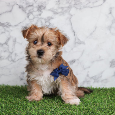 Duncan - Available 5/28