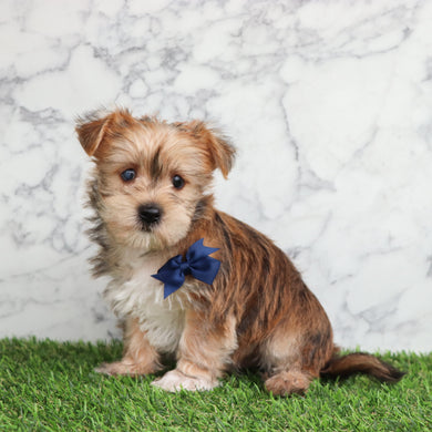 Duncan - Available 5/28