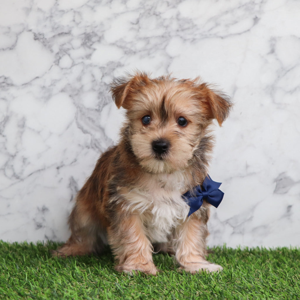 Duncan - Available 5/28